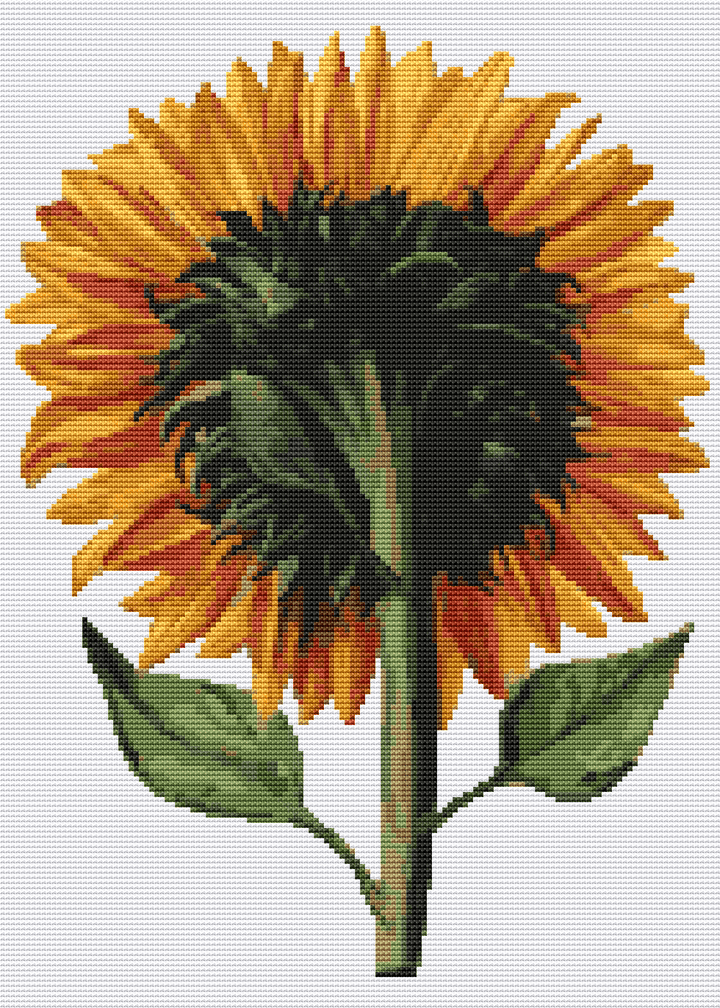 Sunflower Seen from the Back Cross Stitch Pattern by Daniel Froeschl