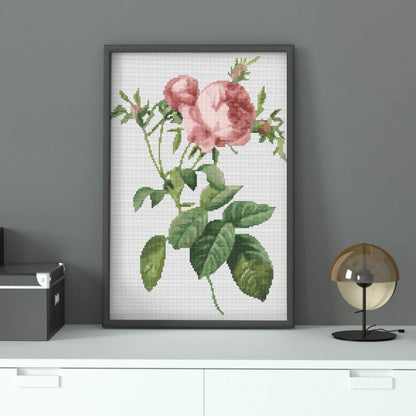 Rosa Centifolia Foliacea Cross Stitch Pattern