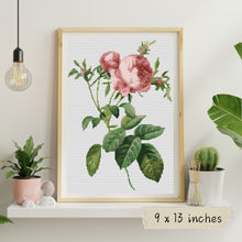 Rosa Centifolia Foliacea Cross Stitch Kit | Pierre-Joseph Redouté