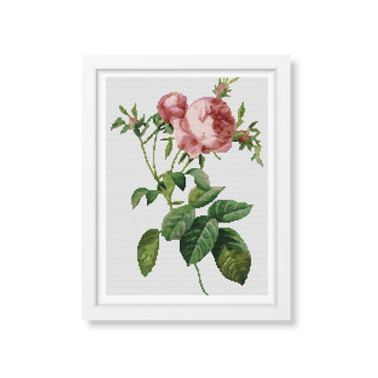 Rosa Centifolia Foliacea Cross Stitch Pattern | Pierre-Joseph Redouté