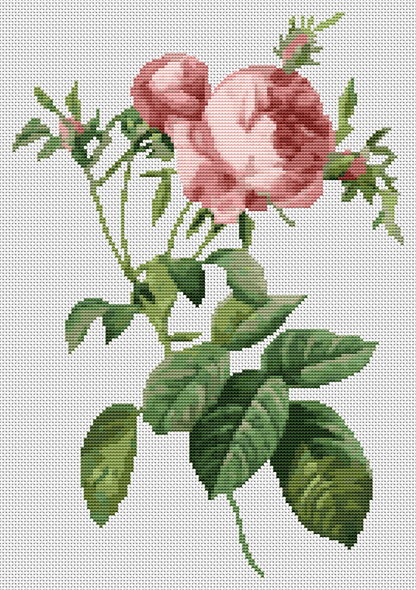 Rosa Centifolia Foliacea Cross Stitch Kit | Pierre-Joseph Redouté