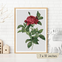 Rosa Gallica Pontiana Cross Stitch Kit - Premium Cross Stitch Kit - Pierre - Joseph Redouté