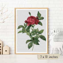 Rosa Gallica Pontiana Cross Stitch Kit