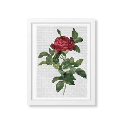 Rosa Gallica Pontiana Cross Stitch Kit | Pierre-Joseph Redouté