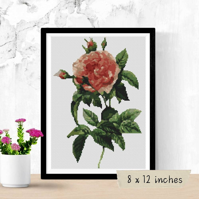 Rosa Gallica Regalis Cross Stitch Pattern