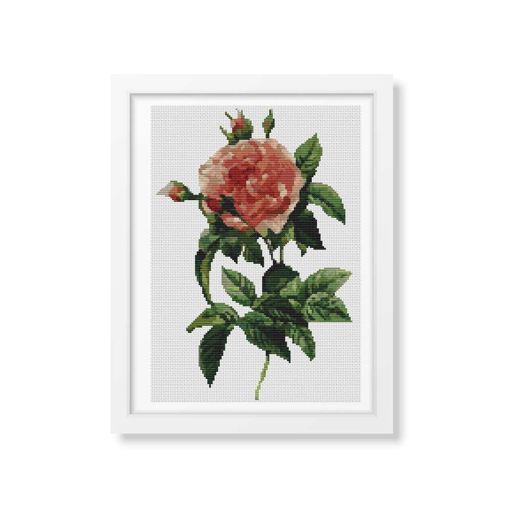 Rosa Gallica Regalis Cross Stitch Pattern | Pierre-Joseph Redouté