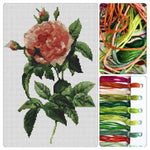 Rosa Gallica Regalis Cross Stitch Kit