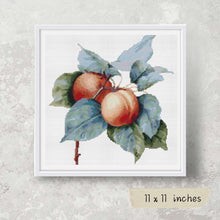 Apricots Cross Stitch Kit