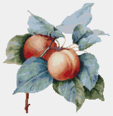 Apricots Cross Stitch Kit | Pierre-Joseph Redouté