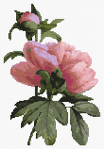 Flowers Cross Stitch Pattern by Pierre - Joseph Redouté